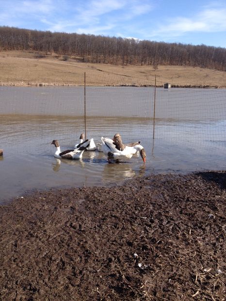 image - Gaste Pomerania 2017