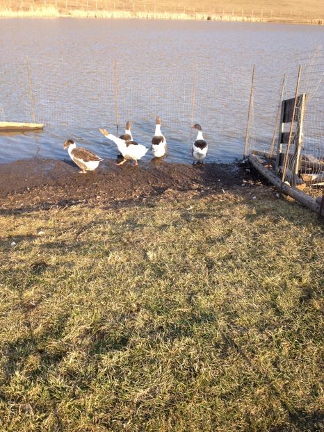 image - Gaste Pomerania 2017