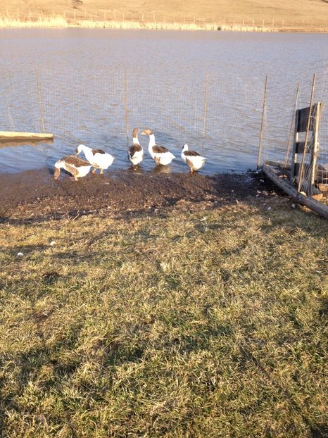 image - Gaste Pomerania 2017