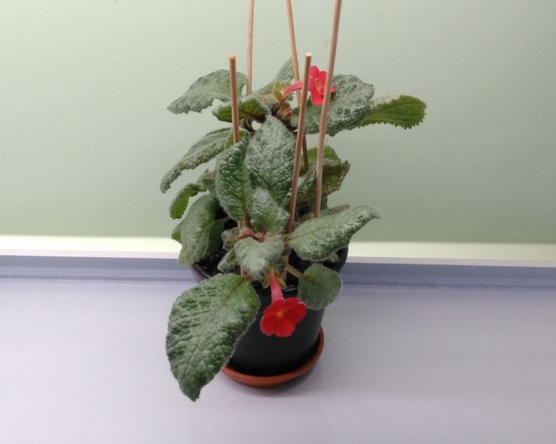 Lemon Zest - Episcia 2017 - 2018