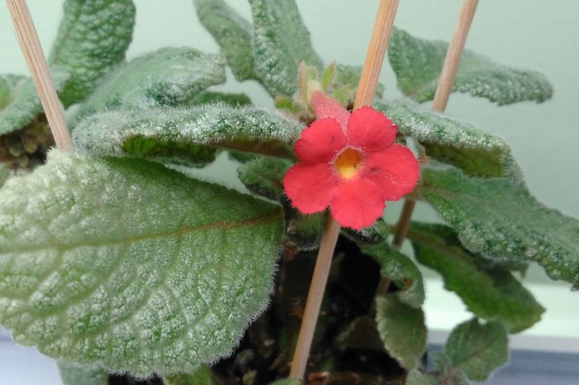  - Episcia 2017 - 2018