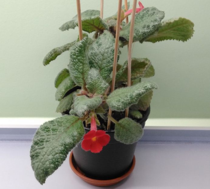  - Episcia 2017 - 2018