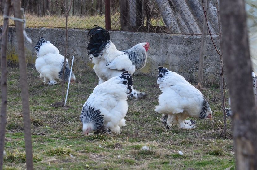  - 1 Brahma herminat deschis 2019