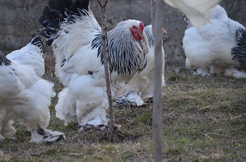  - 1 Brahma herminat deschis 2019