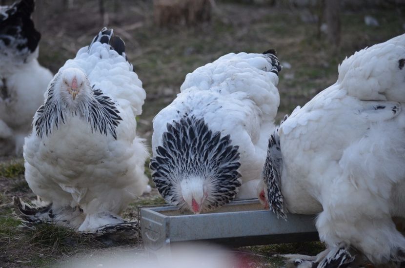  - 1 Brahma herminat deschis 2019