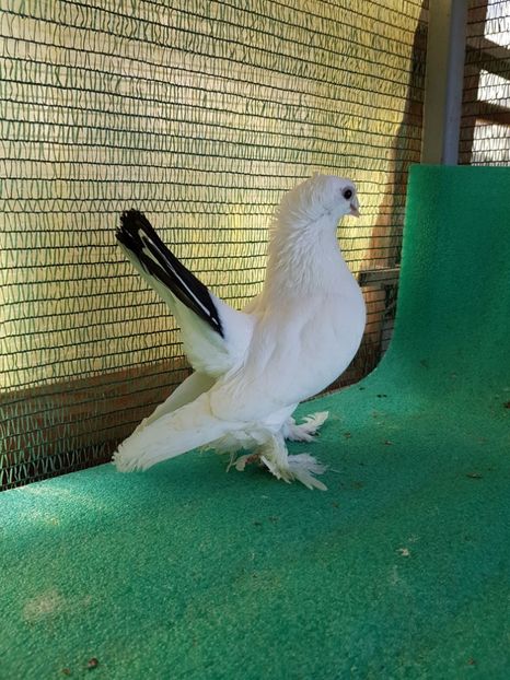 F 7463, 2016 - au fost VANDUTI