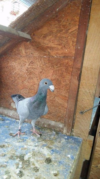 F-2016 - Poze Maturi 2017