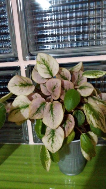  - Ramblin Amethyst sport