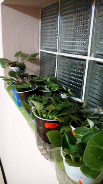  - Violete africane inflorite