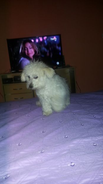  - Achizitie 2013-2014-2015-2017