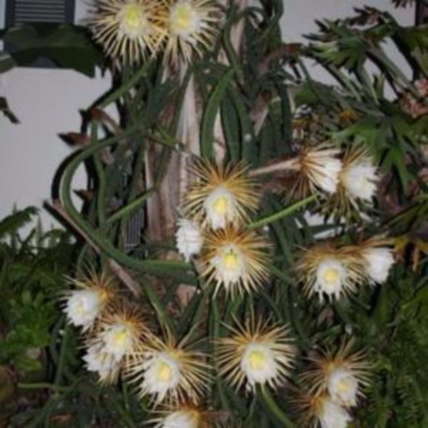 selenicreus grandiflorus dreeam - EPYPHYLLUM GRANDIFLORUS