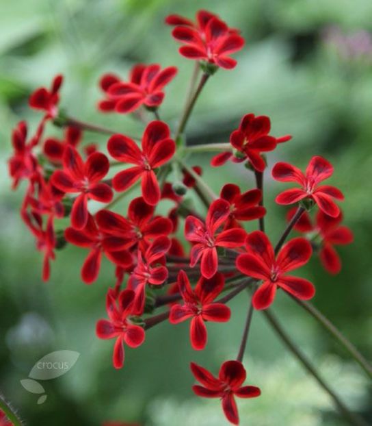 ardens delivery - MUSCATE SI SEMINTE