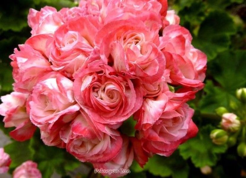 denise - MUSCATE SI SEMINTE