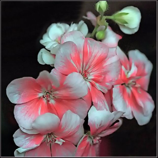 iliana jones - MUSCATE SI SEMINTE