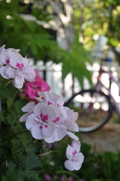 janecco - MUSCATE SI SEMINTE