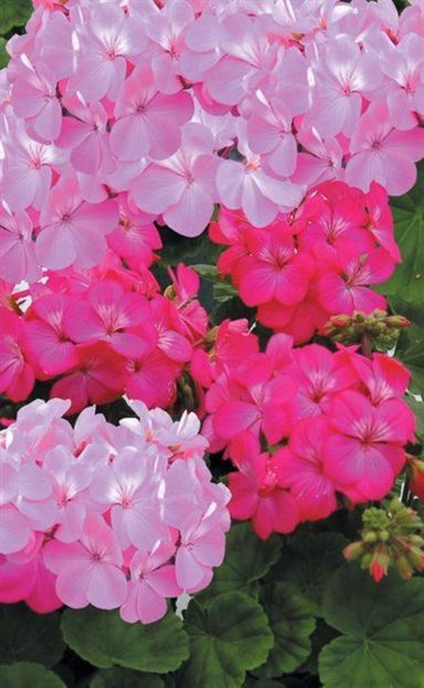 killing - MUSCATE SI SEMINTE