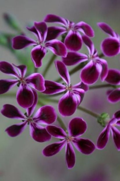 laurenceanum - MUSCATE SI SEMINTE