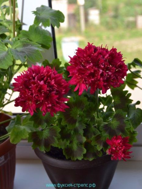 lotta lundberg - MUSCATE SI SEMINTE