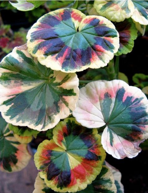 love tesse - MUSCATE SI SEMINTE