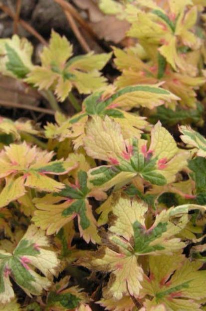 magicianna - MUSCATE SI SEMINTE