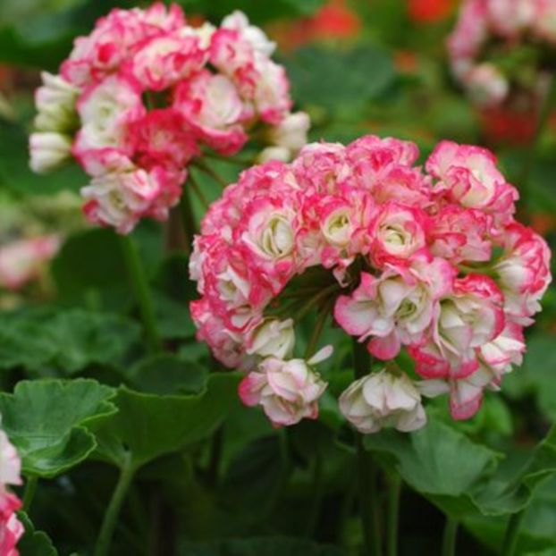 malvon - MUSCATE SI SEMINTE