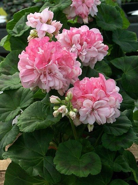 marbacka - MUSCATE SI SEMINTE