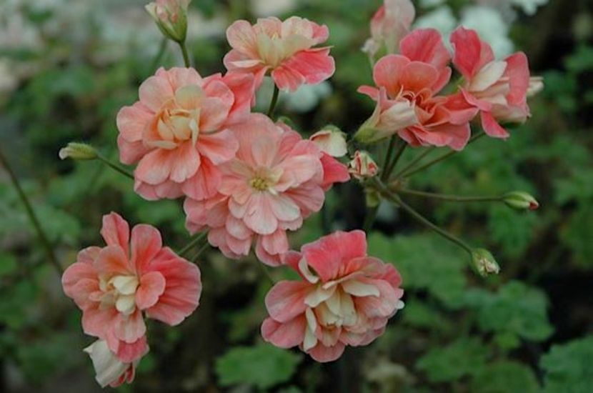 maverk orangines - MUSCATE SI SEMINTE