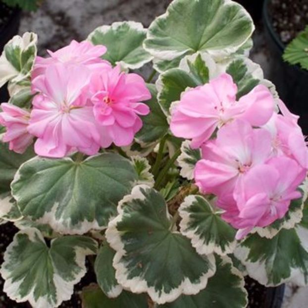 mister parker - MUSCATE SI SEMINTE