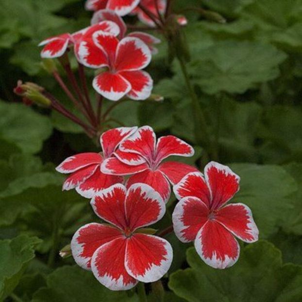 mr wren - MUSCATE SI SEMINTE