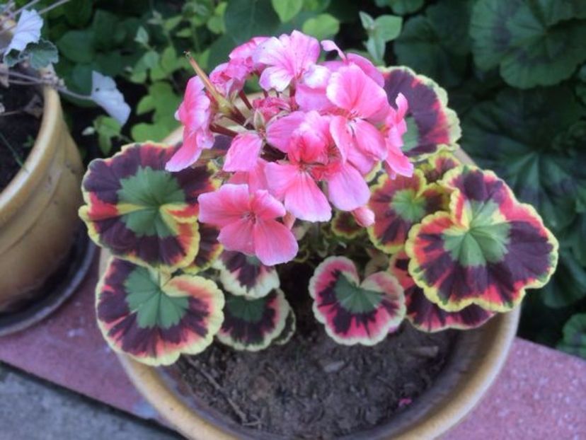 mrs cox - MUSCATE SI SEMINTE