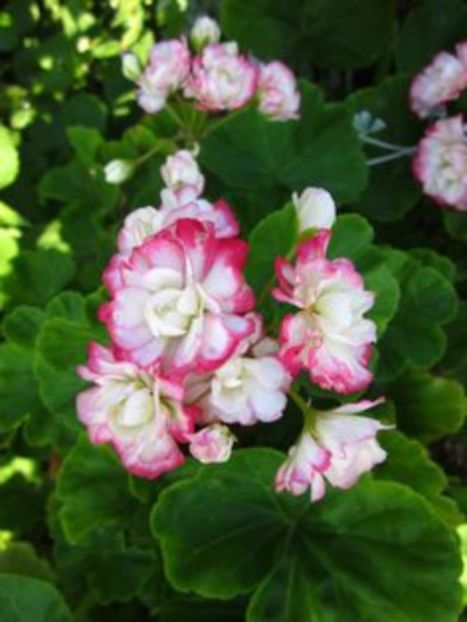 nancy - MUSCATE SI SEMINTE