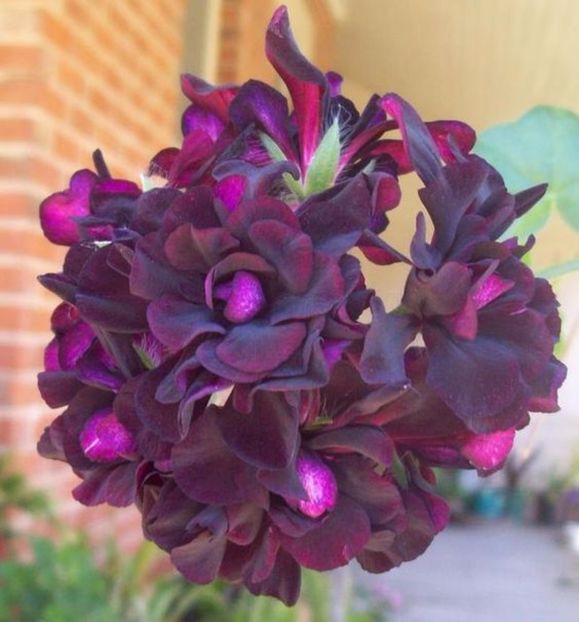 near blak yvi - MUSCATE SI SEMINTE