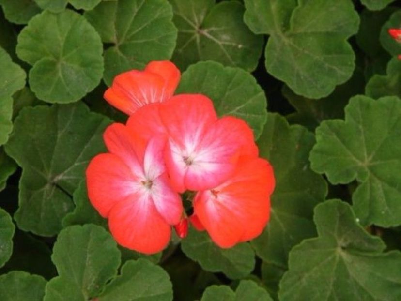 pinto bicolor - MUSCATE SI SEMINTE