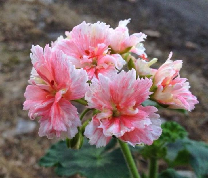 pukin  kili - MUSCATE SI SEMINTE