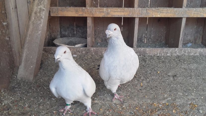 M-2014 F-2013 - De vanzare 2017