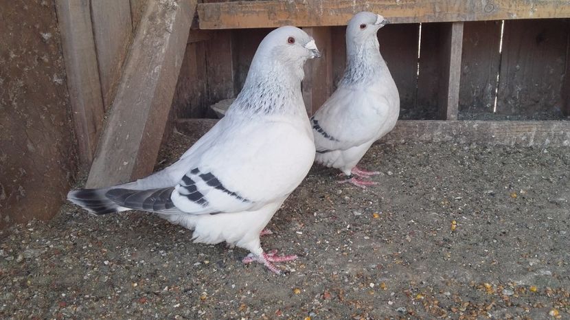 M-2015 - De vanzare 2017