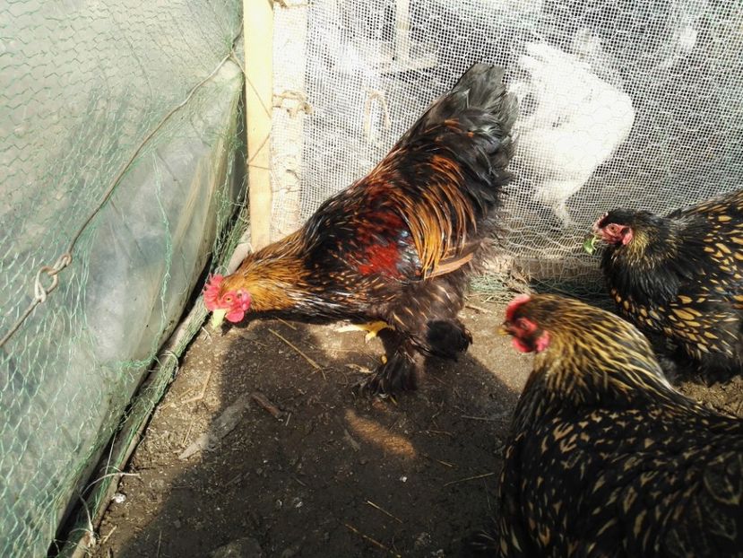  - Cochinchina urias auriu 2017