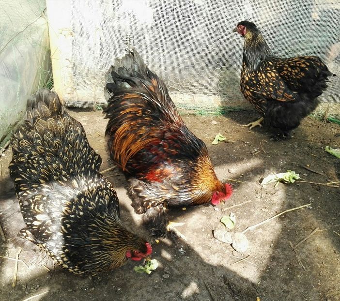  - Cochinchina urias auriu 2017