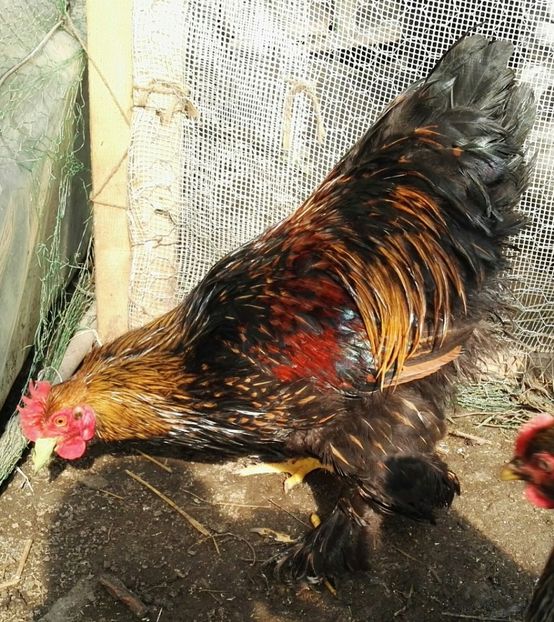  - Cochinchina urias auriu 2017