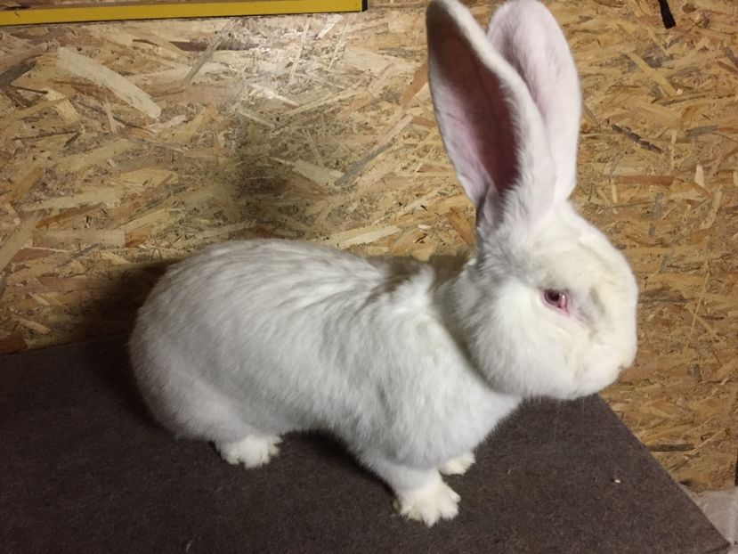 RO 21 1616(M1) - 03 M A T C A___U G A _2017