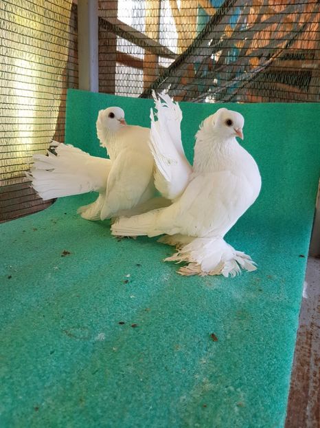 5346, 2016 - au fost VANDUTI