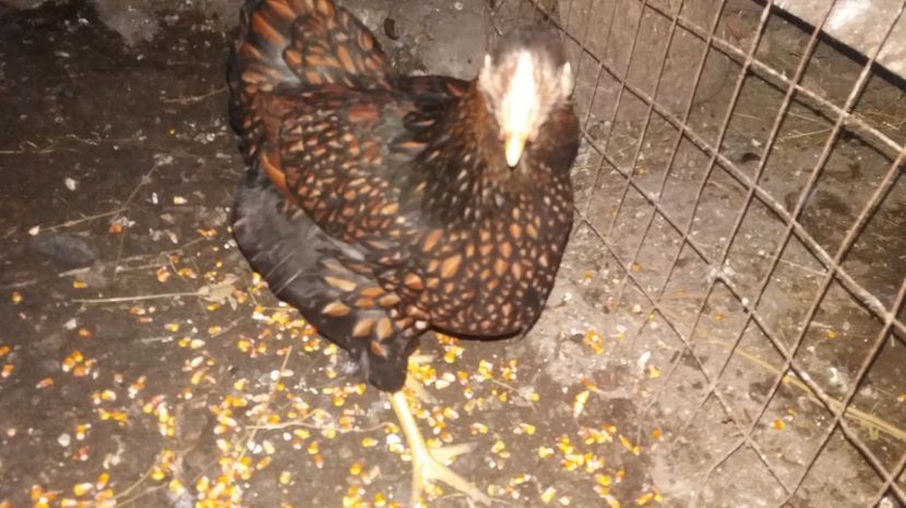  - Wyandotte auriu pe negru 2017