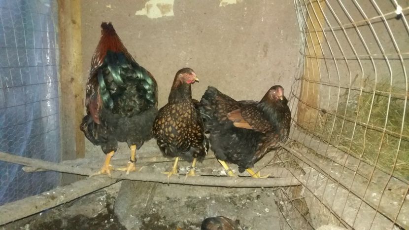  - Wyandotte auriu pe negru 2017