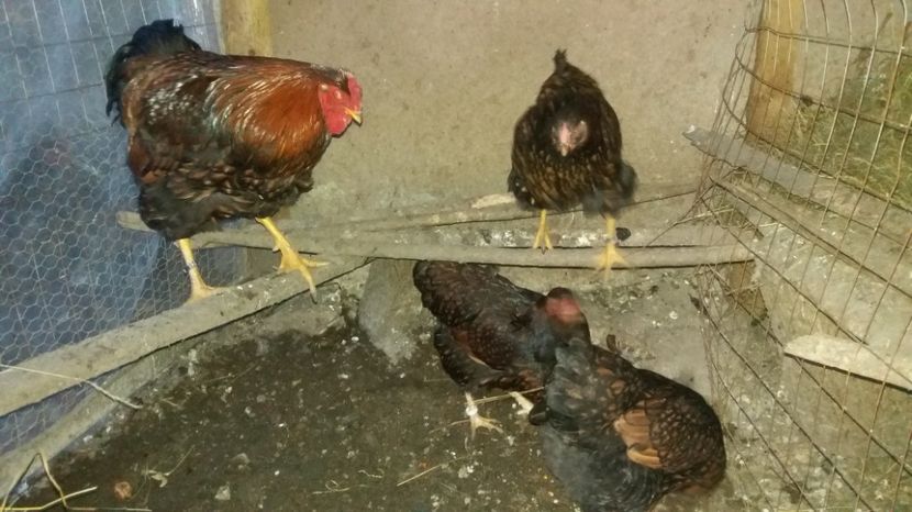  - Wyandotte auriu pe negru 2017