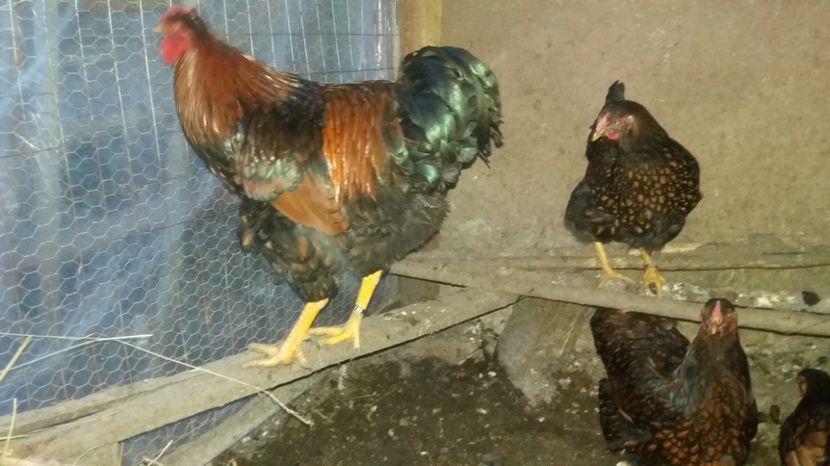  - Wyandotte auriu pe negru 2017