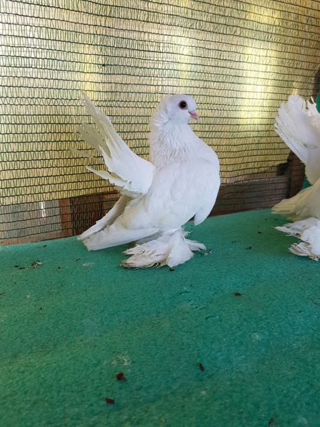 7472  - au fost VANDUTI