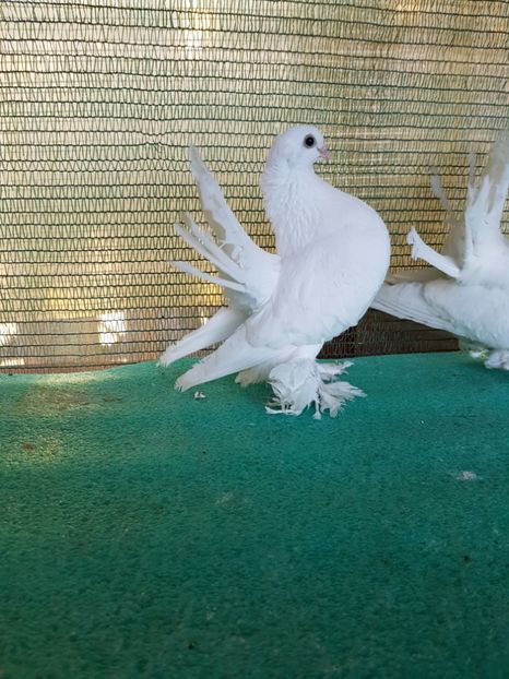 F 7452 - au fost VANDUTI