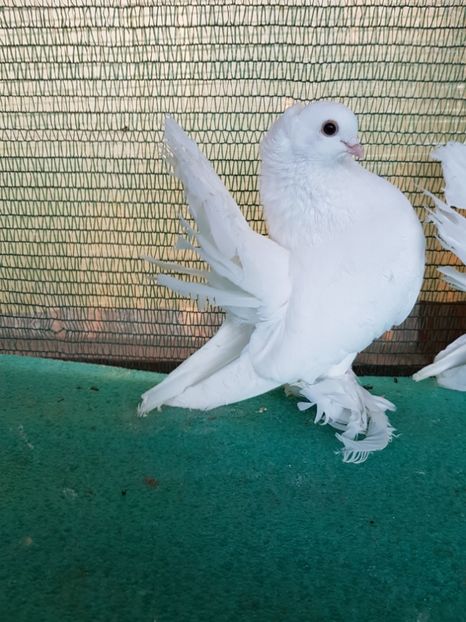 M 5287, 2015, 250 lei - Pentru clienti