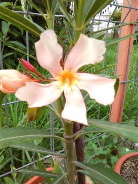 Leandru Somon - Flowers