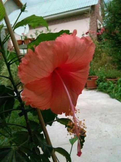 Hibi hawaiian sport - Flowers